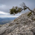 From Setback to Success: Cultivating Resilience for Growth