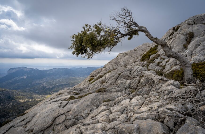 From Setback to Success: Cultivating Resilience for Growth