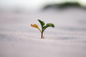 Less is More: Unlocking Growth Through Strategic Subtraction