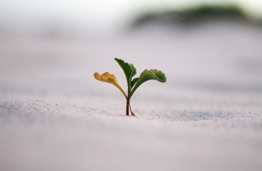 Less is More: Unlocking Growth Through Strategic Subtraction