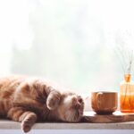 Conquer Your Comfort Zone: The Power of Deliberate Discomfort